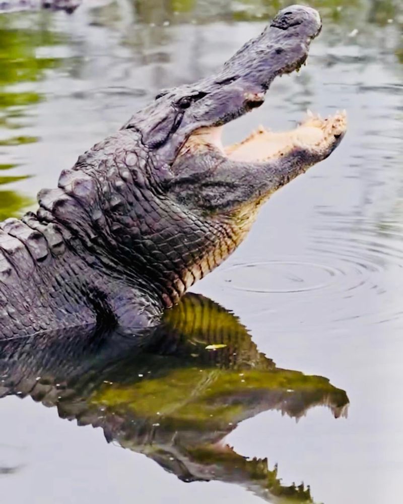 Alligator