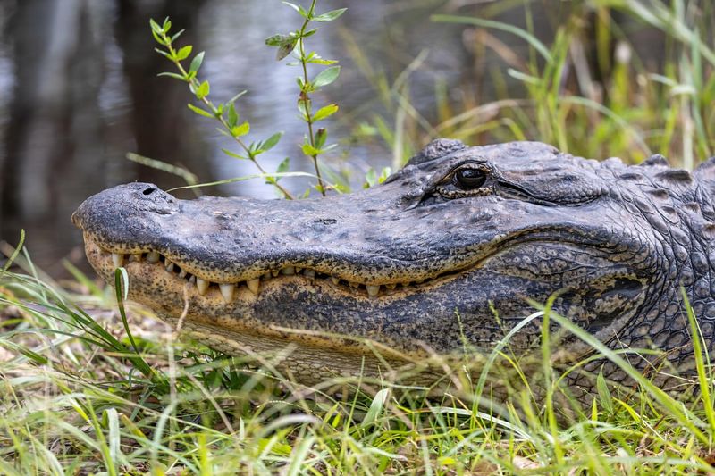 Alligator