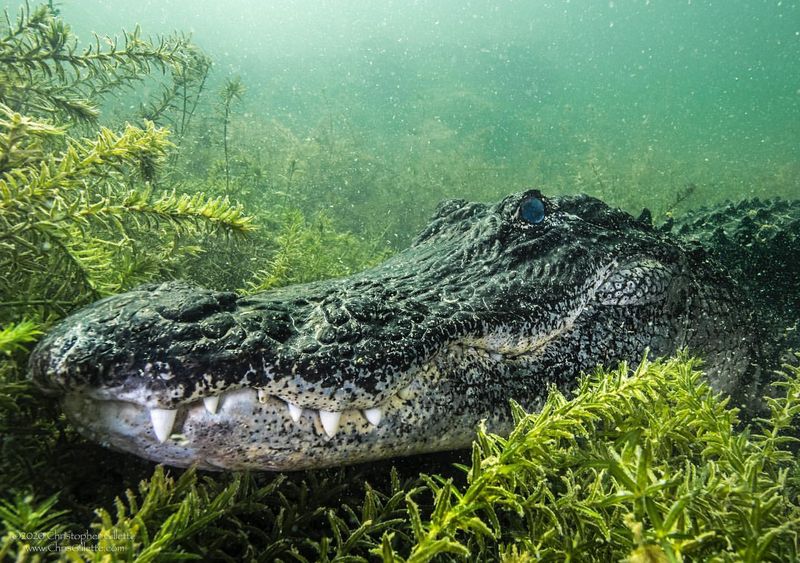 Alligator