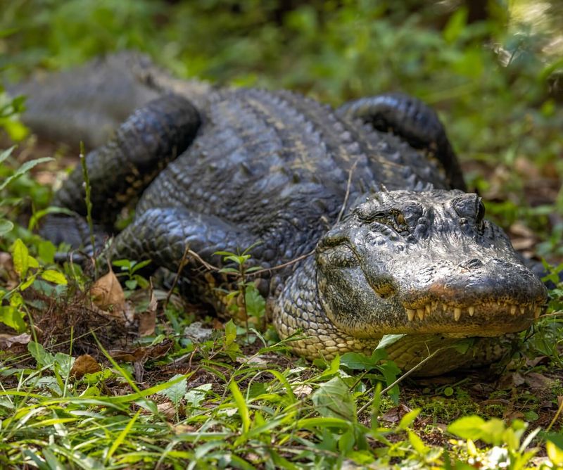 Alligator Conservation Efforts