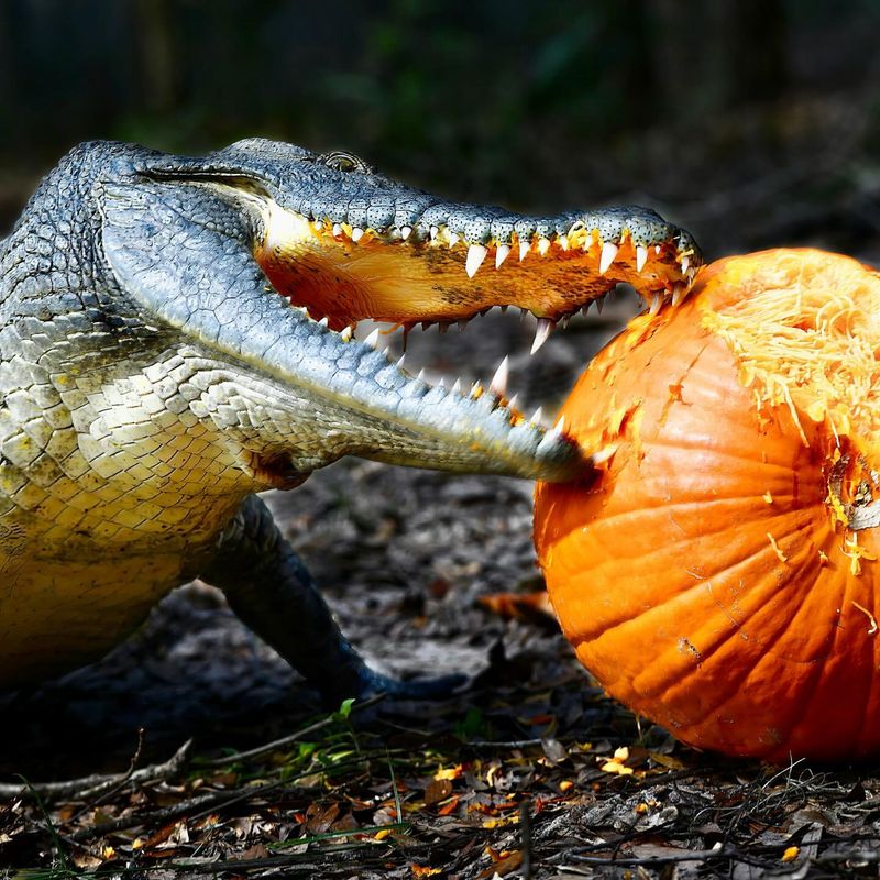 Alligator Diet