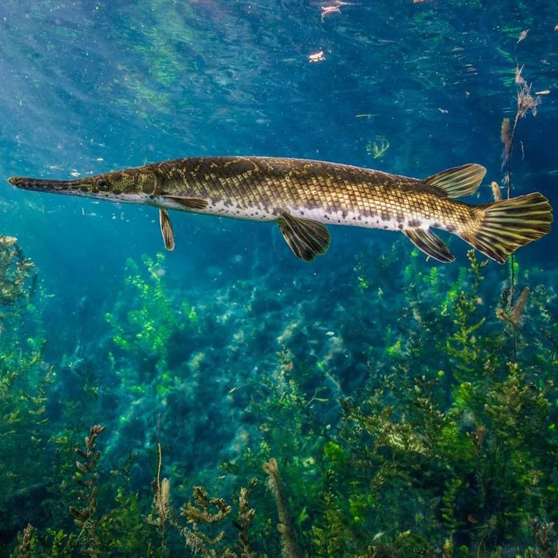 Alligator Gar