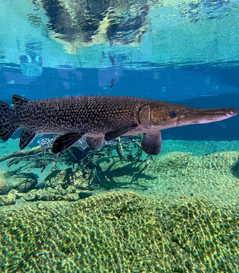 Alligator Gar (Mississippi River, USA)