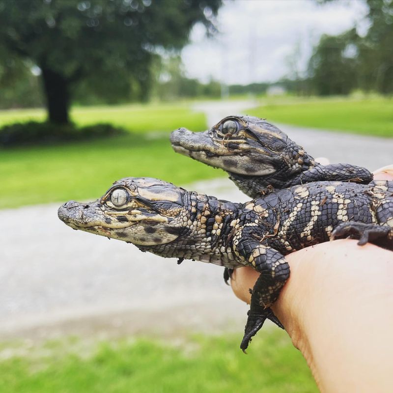 Alligator Mating Habits