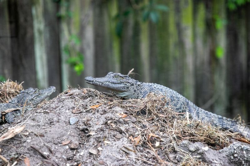 Alligator Nesting Habits