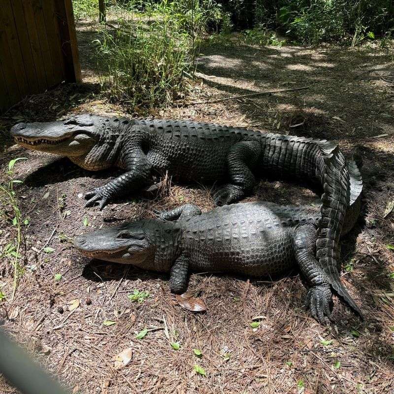 Alligator Populations