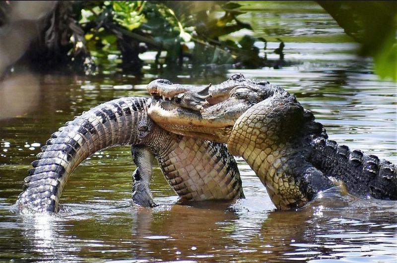 Alligator Social Structure