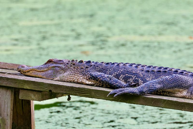 Alligator Temperature Regulation