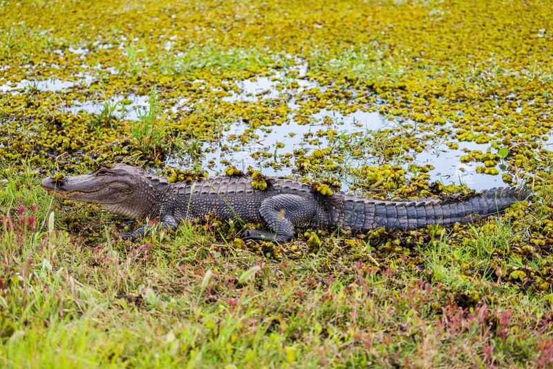 Alligator Threats