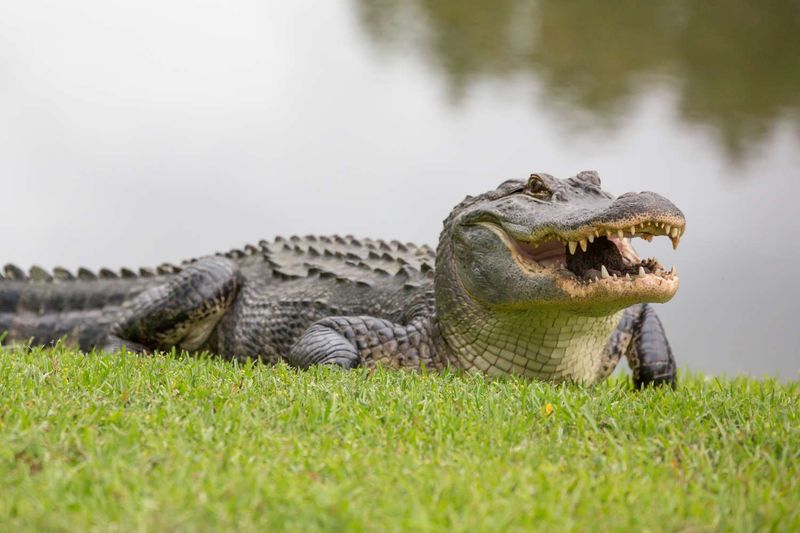 Alligators