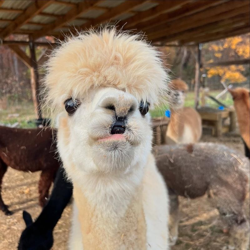 Alpaca