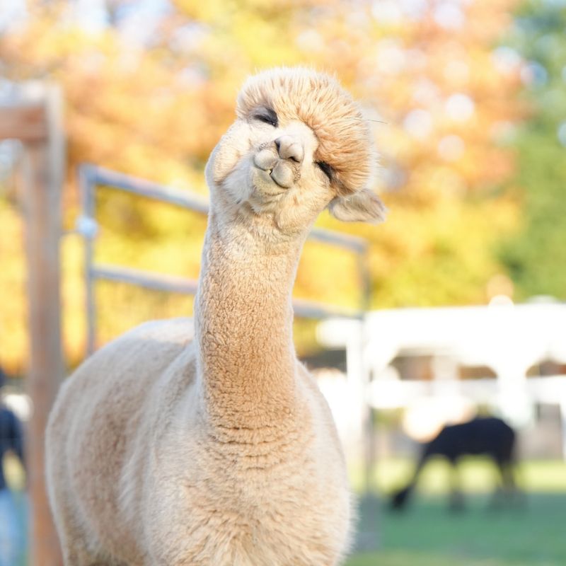 Alpaca