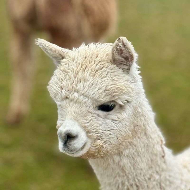 Alpaca