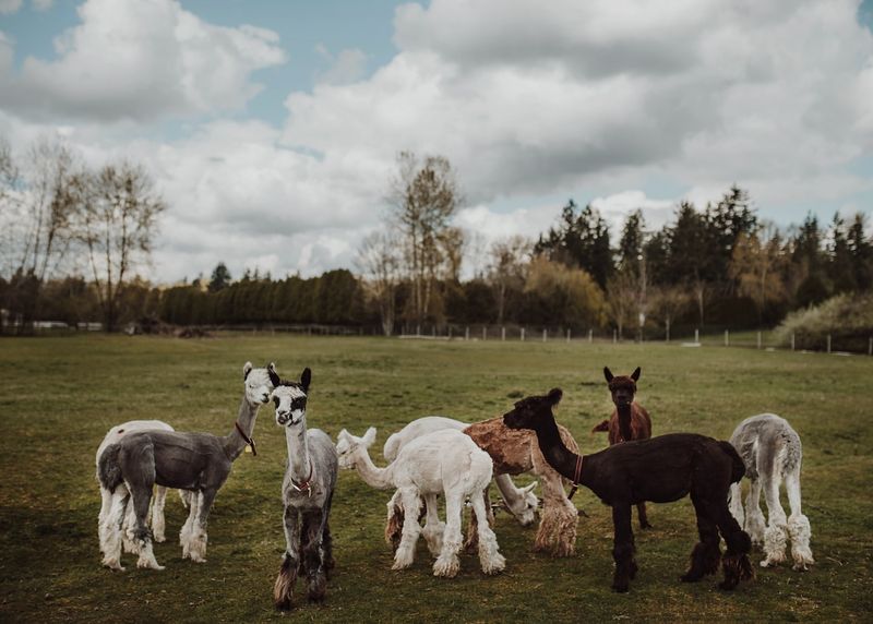 Alpaca Colors and Markings