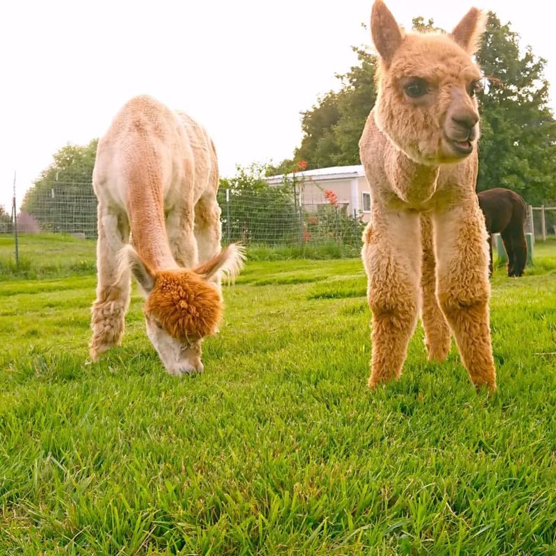 Alpaca Diet