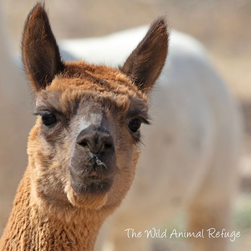 Alpaca Guardianship