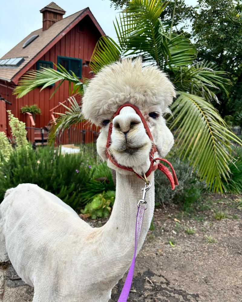 Alpaca Health and Wellness