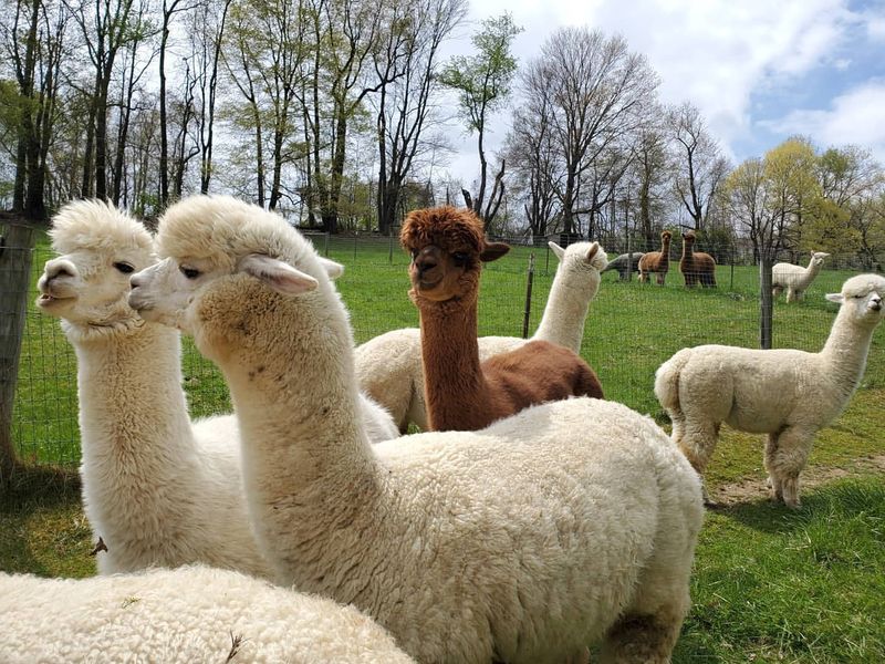 Alpaca Herd Dynamics