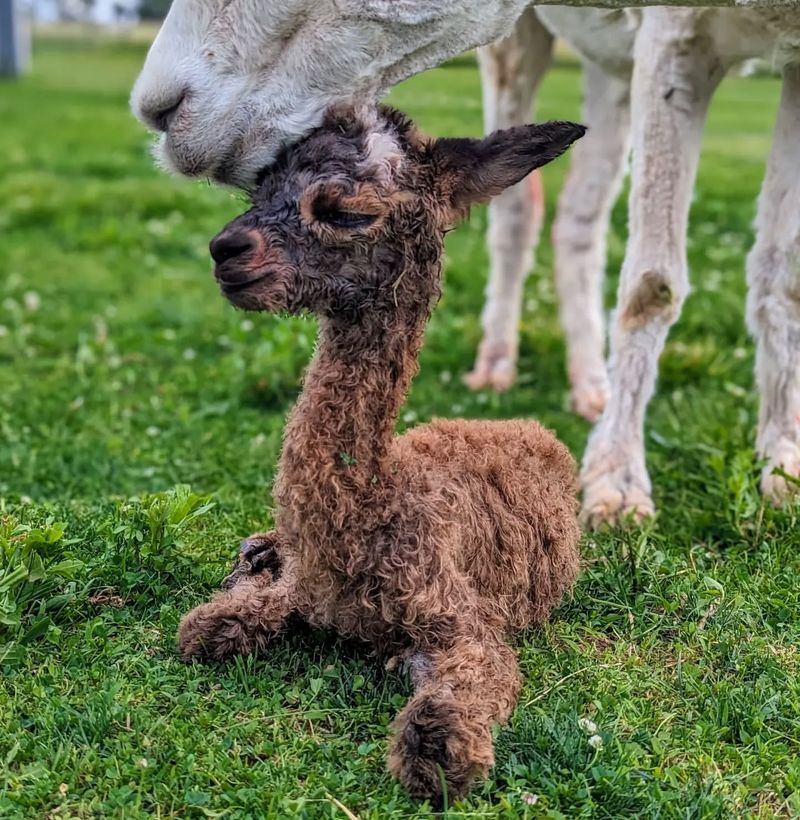 Alpaca Reproduction