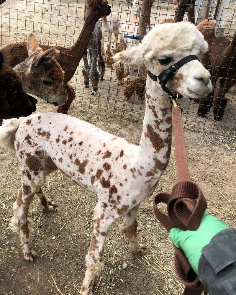 Alpaca Shearing