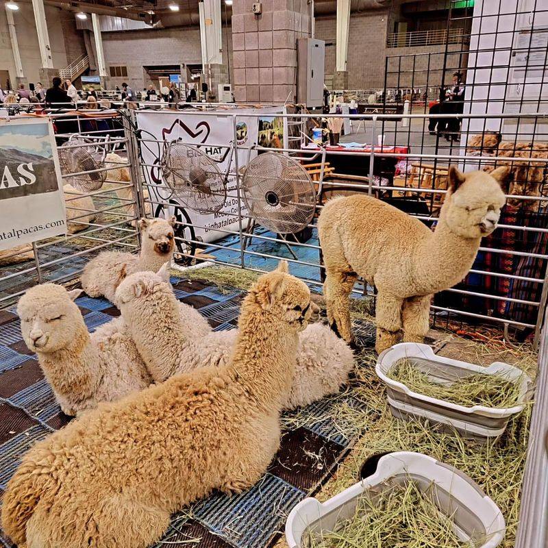 Alpaca Shows and Competitions