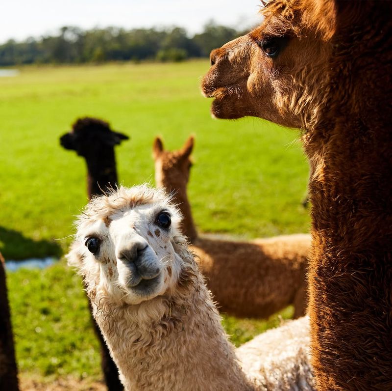 Alpaca Tourism