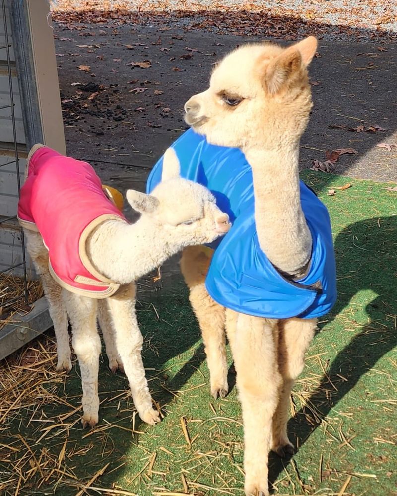 Alpaca Training