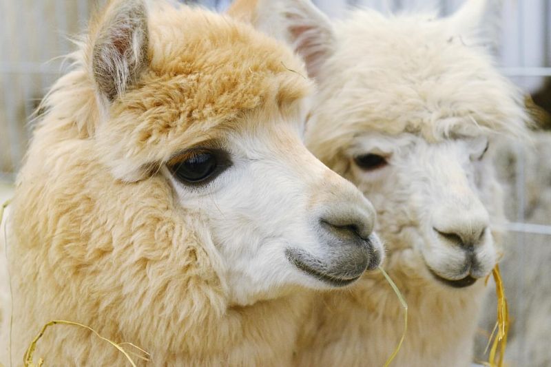 Alpaca Wool Industry