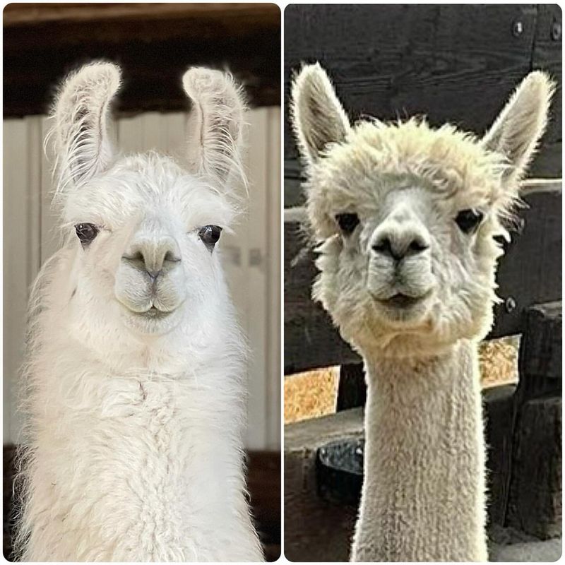 Alpacas and Llamas