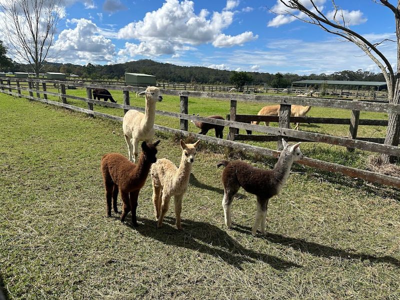 Alpacas