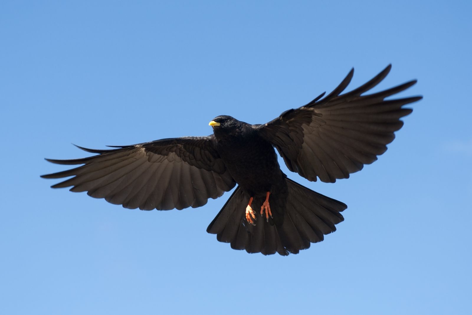 Alpine Chough