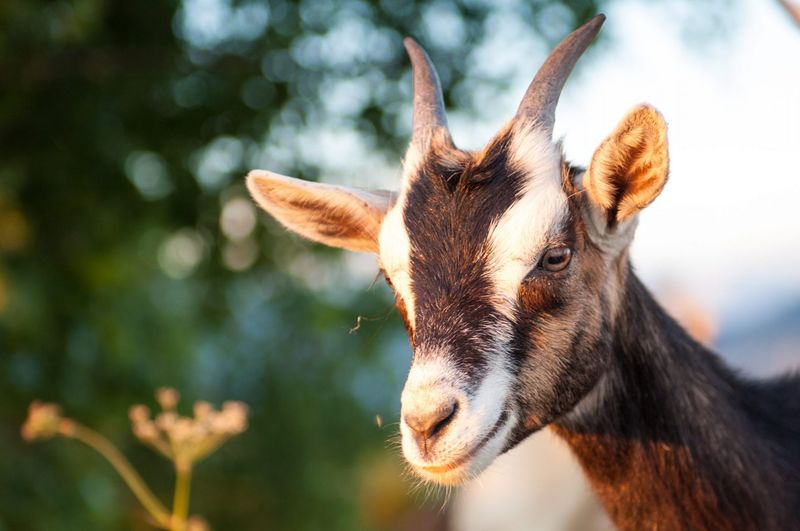 Alpine Goat