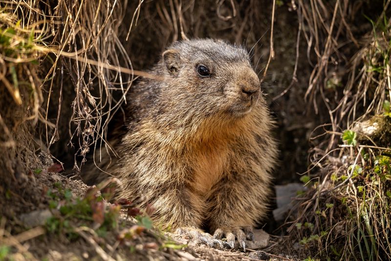 Alpine Marmot