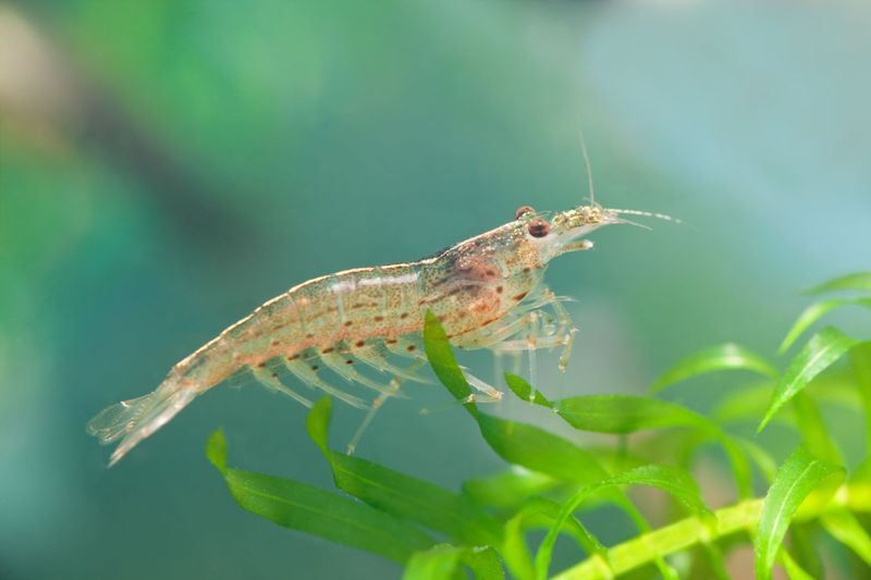 Amano Shrimp