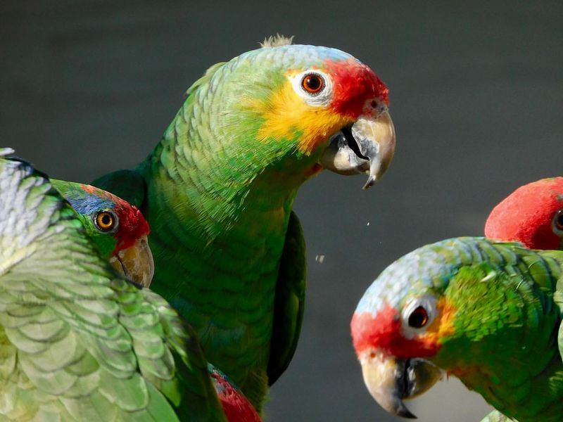 Amazon Parrot