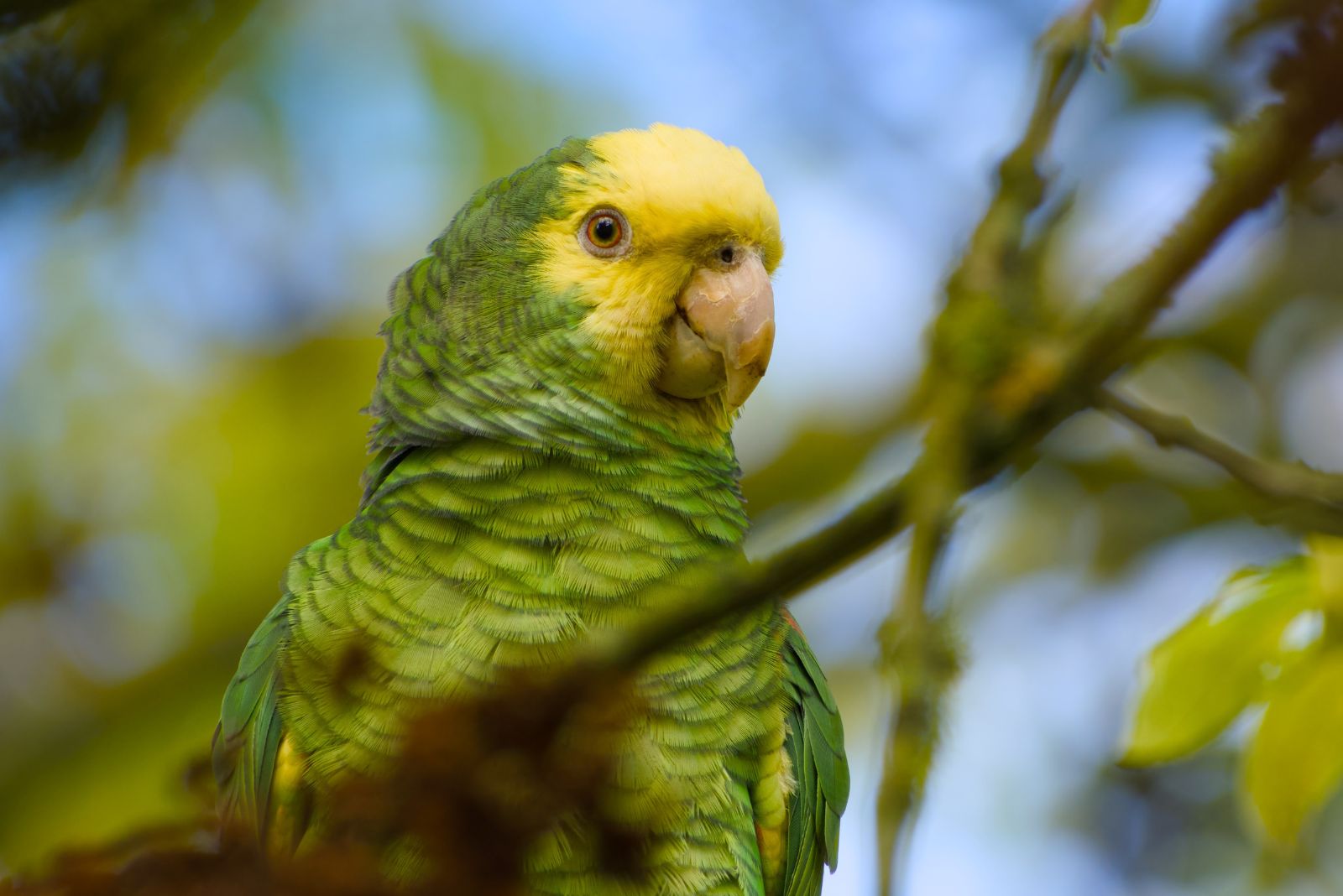 Amazon Parrot