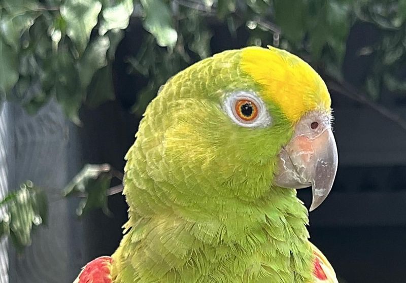 Amazon Parrots