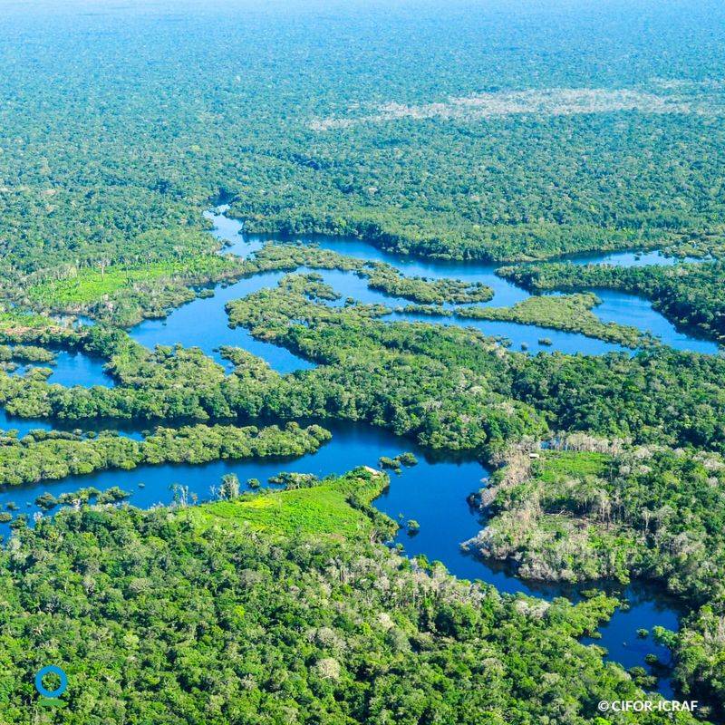 Amazon Rainforest