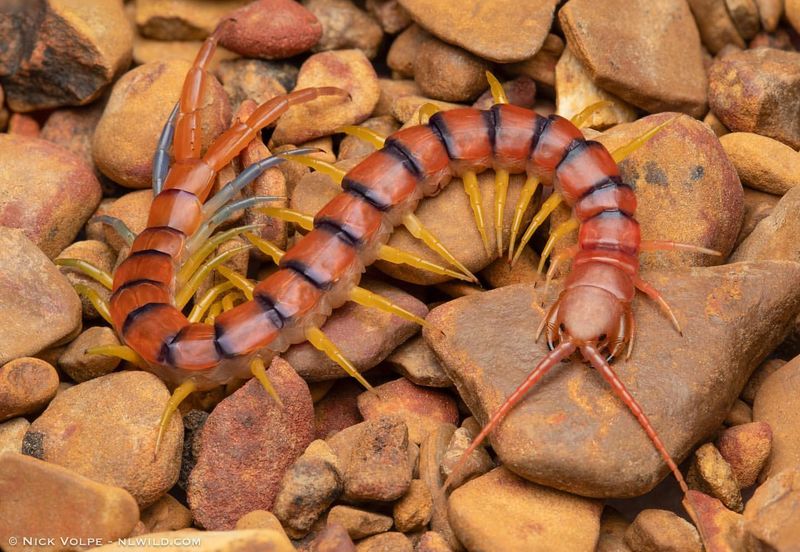 Amazonian Giant Centipede