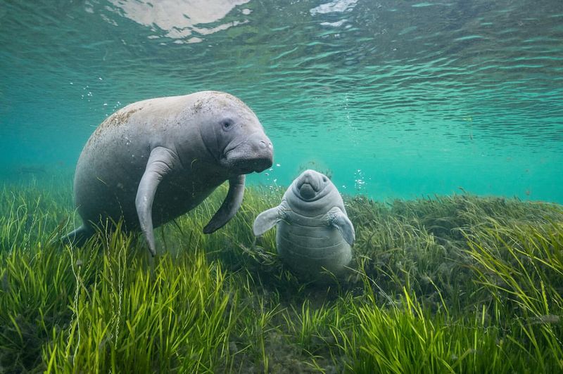 Amazonian Manatee