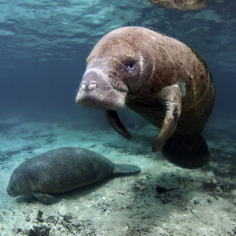 Amazonian Manatee