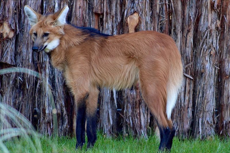 Amazonian Maned Wolf