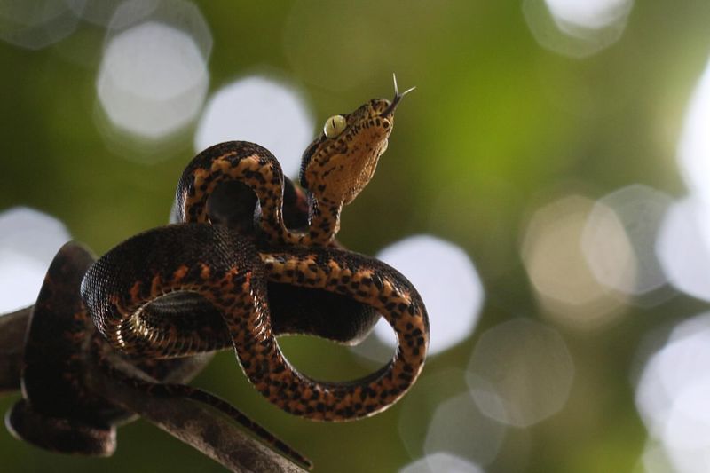 Amazonian Tree Boa