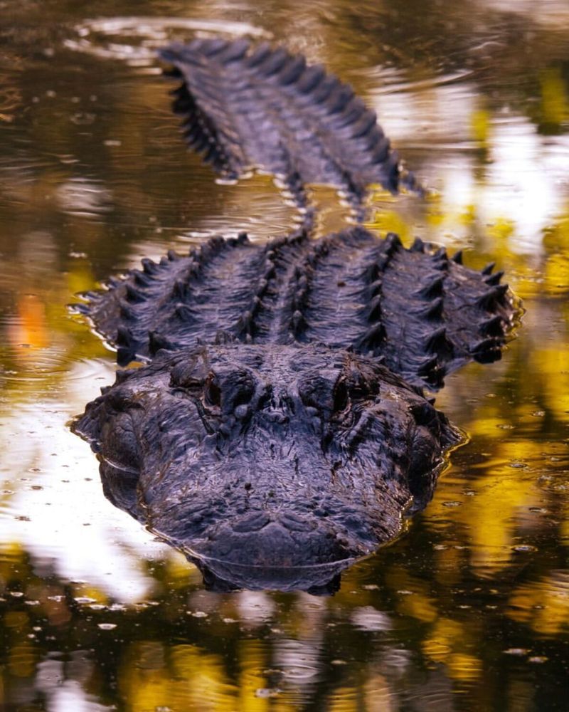 American Alligator