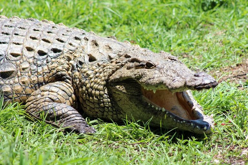 American Alligator