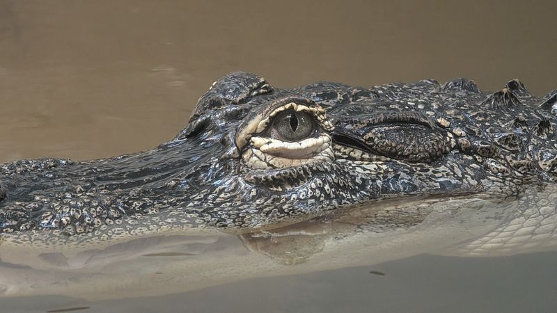 American Alligator