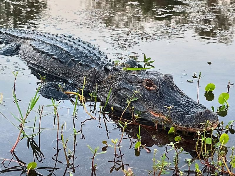 American Alligator