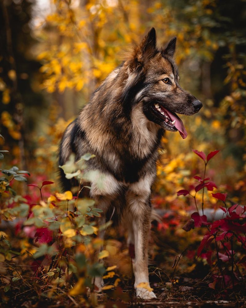 American Alsatian