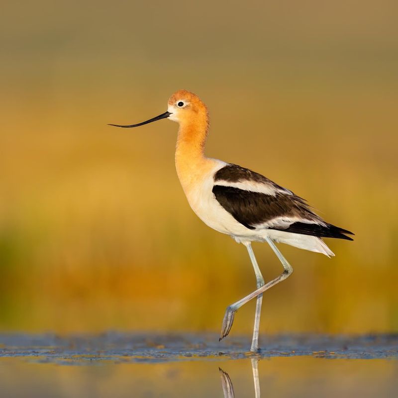 American Avocet