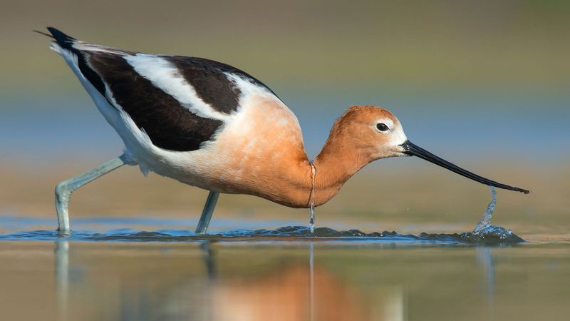 American Avocet